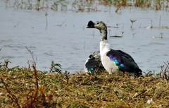 Sarkidiornis melanotos