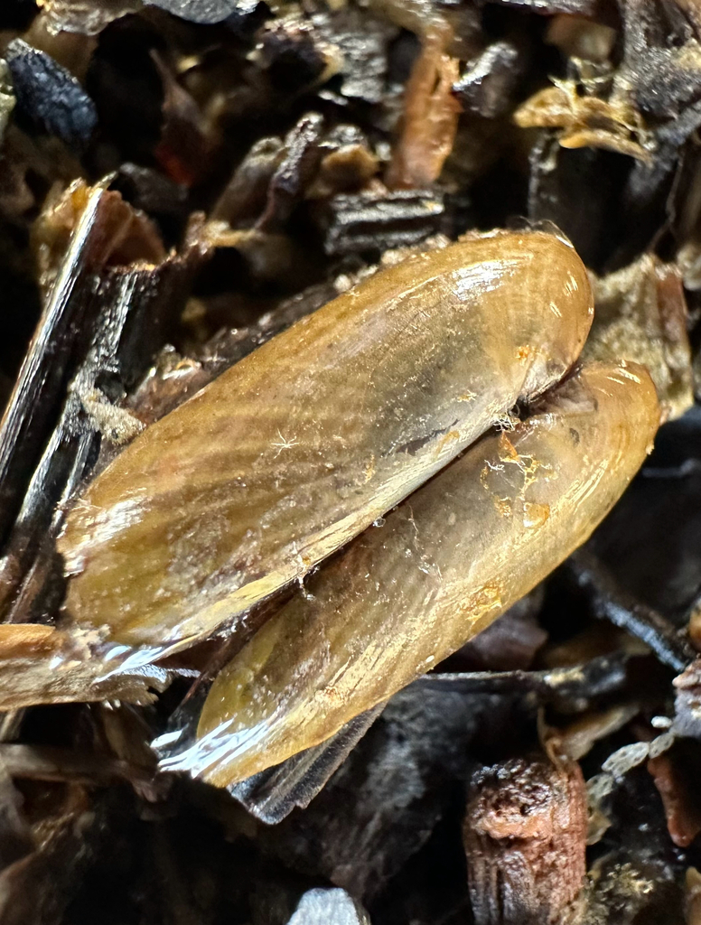 Atlantic awningclam