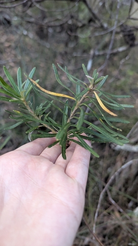 Image of Banksia neoanglica by (c) Alesha Teitzel, some rights reserved (CC BY)