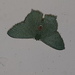Hemithea tritonaria