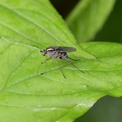 Dolichopodinae