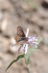 Euphydryas
