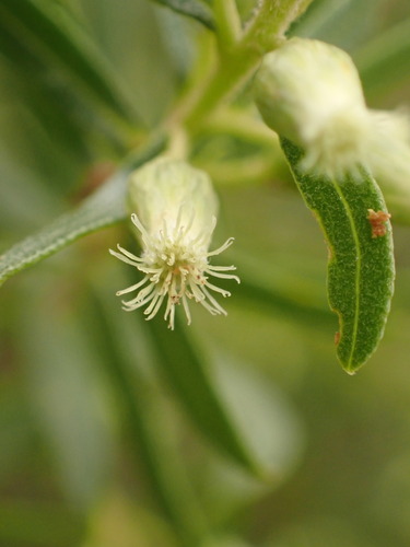 Image of Baccharis dracunculifolia by (c) agujaceratops, some rights reserved (CC BY)