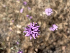 Lessingia leptoclada