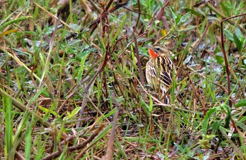 Rosy-throated Longclaw (Macronyx ameliae), photo 10