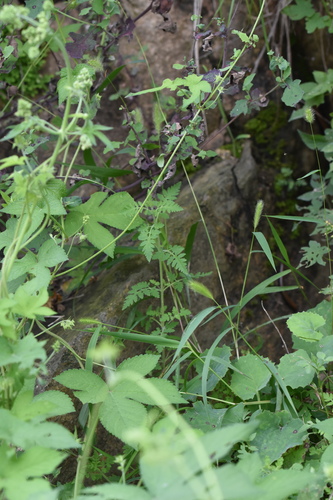 Phtheirospermum japonicum iNat (3)