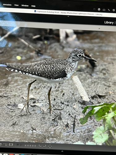 Solitary Sandpiper, Vestal, NY, US, photo 8 of 10
