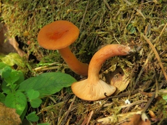 Lactarius aurantiacus
