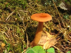 Lactarius aurantiacus