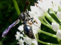 Zethus spinipes spinipes