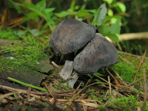 Hydropus atramentosus