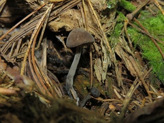 Hydropus atramentosus