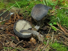 Hydropus atramentosus