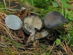 Hydropus atramentosus