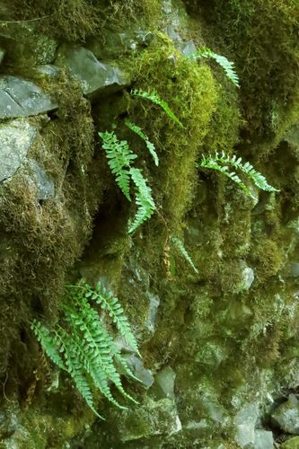 Middle Fork National Recreation Trail