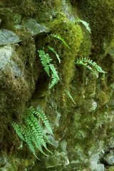 Polypodium hesperium