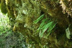 Polypodium hesperium
