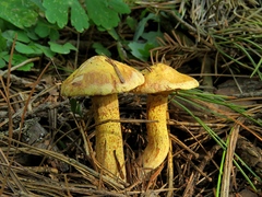 Suillus sibiricus