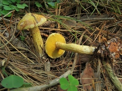 Suillus sibiricus