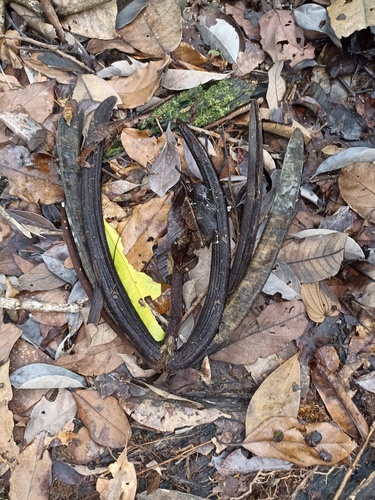 Dyera costulata, 2025-03-20