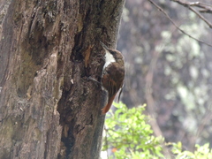 Pygarrhichas albogularis