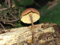 Xeromphalina cornui