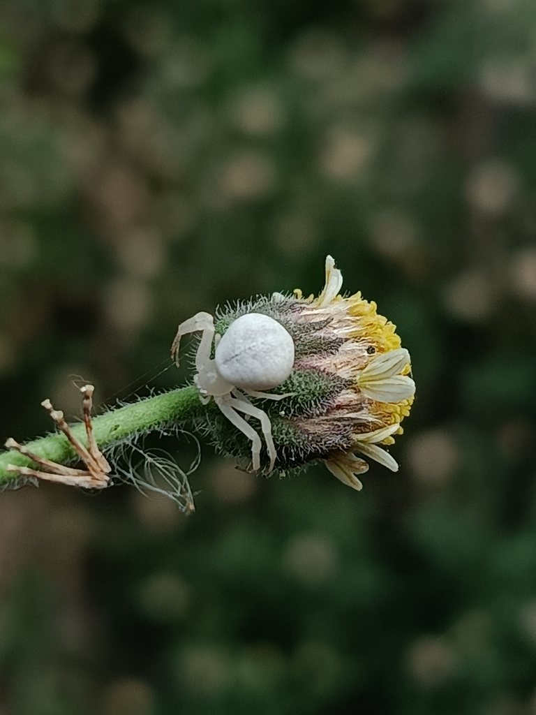 crab spiders