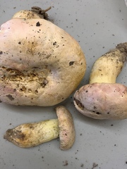 Butyriboletus pulchriceps