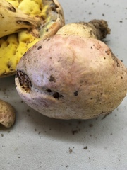 Butyriboletus pulchriceps