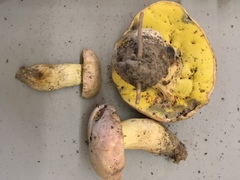 Butyriboletus pulchriceps