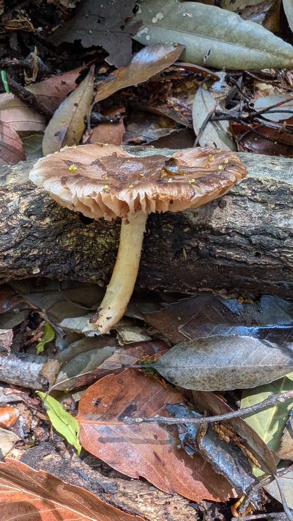 Pluteus cervinus · May 2025 · photo: © atsushi_nakajima_cirque (iNaturalist, cc-by)