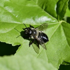 Megachile gemula