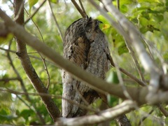 Nyctibius jamaicensis