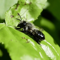 Megachile gemula
