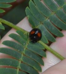 Chilocorus stigma