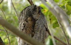 Nyctibius jamaicensis