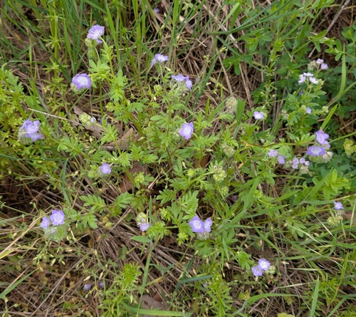 Brand's phacelia (Phacelia gilioides)