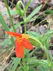 Erythranthe cinnabarina