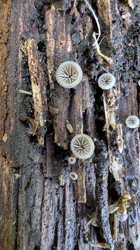 Resupinatus applicatus · May 2025 · photo: © atsushi_nakajima_cirque (iNaturalist, cc-by)
