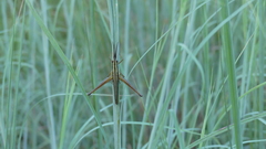 Mermiria intertexta