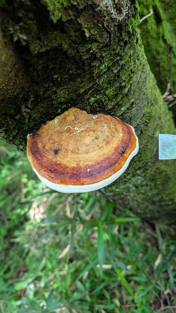 Fomitopsis pinicola · May 2025 · photo: © atsushi_nakajima_cirque (iNaturalist, cc-by)