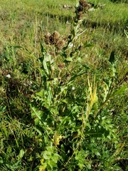 Cirsium clavatum