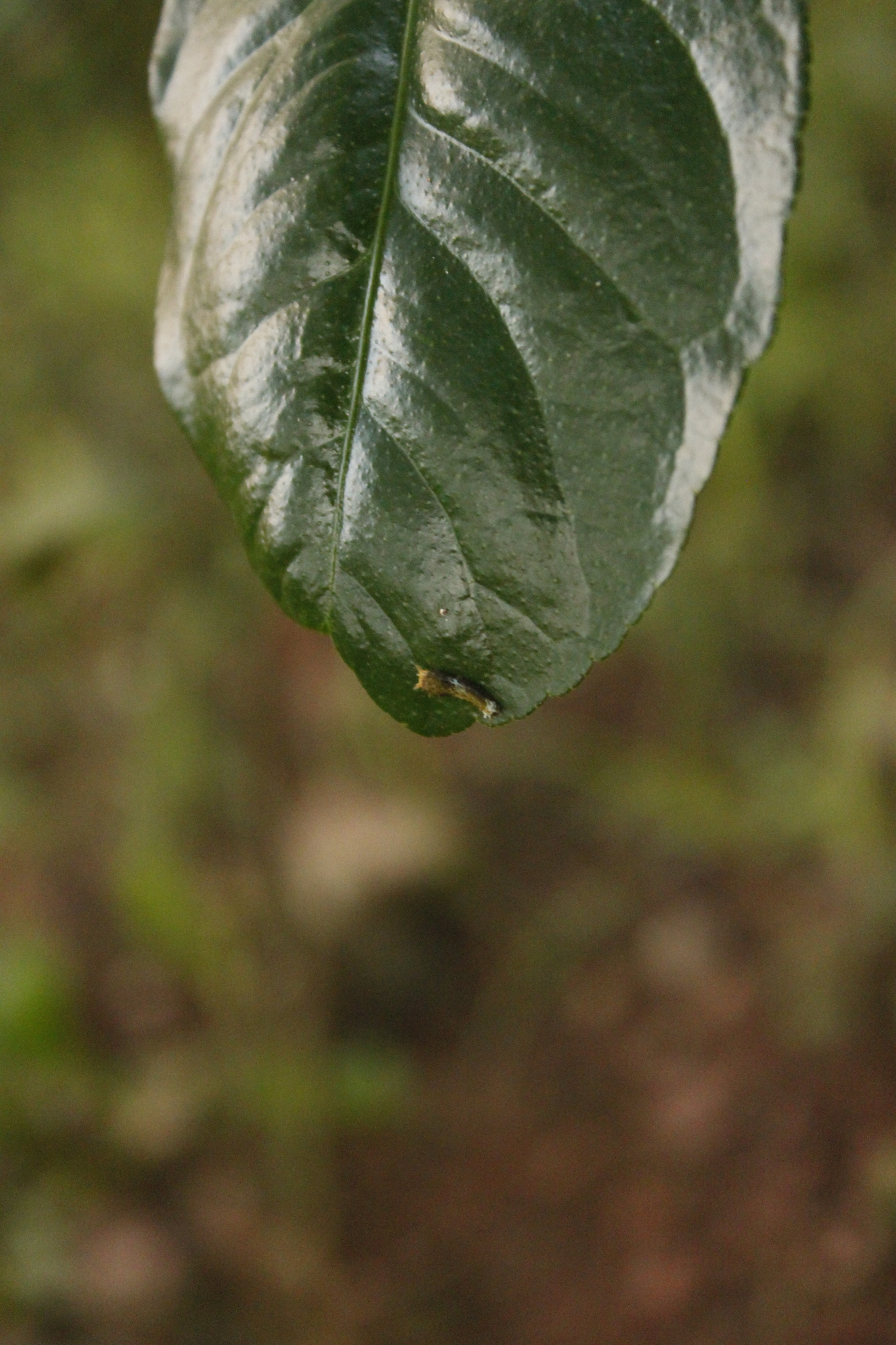 Common Mormon