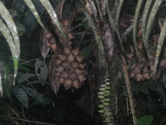 Astrocaryum mexicanum