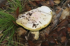 Butyriboletus pulchriceps