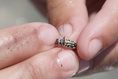 Habroscelimorpha dorsalis