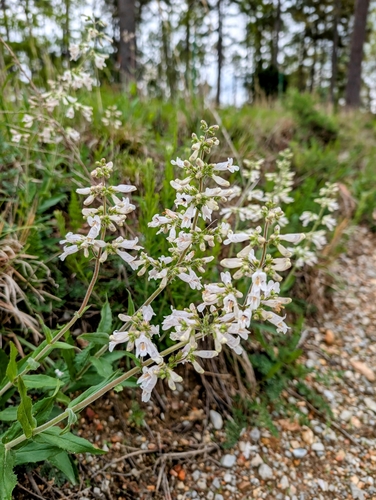 Image of Penstemon pallidus by (c) Conway Hawn, some rights reserved (CC BY)