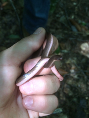 Carphophis amoenus amoenus