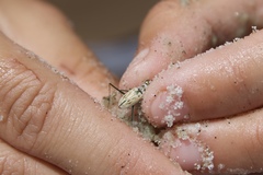 Habroscelimorpha dorsalis