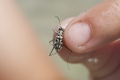 Habroscelimorpha dorsalis